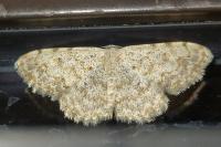 Scopula submutata roseonitens