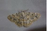 Charissa mucidaria