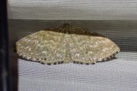 Scopula immorata