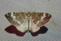 Perizoma alchemillata
