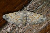 Gymnoscelis rufifasciata