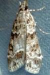 Scoparia pyralella