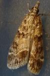 Scoparia pyralella