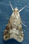 Hellula undalis