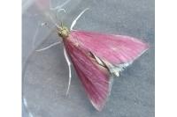 Pyrausta inornatalis
