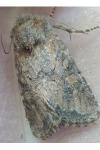 Luperina testacea