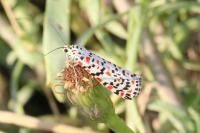 Utetheisa pulchella