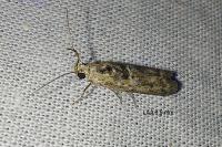 Ancylosis oblitella