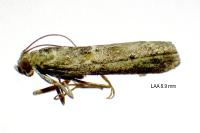 Ancylosis oblitella
