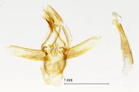 Ancylosis oblitella