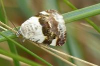 Acontia lucida