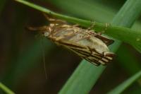 Chrysocramboides craterellus