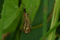 Chrysocramboides craterellus