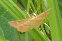 Idaea ochrata