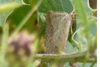 Isturgia murinaria