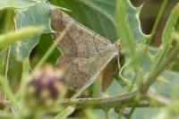 Isturgia murinaria