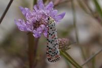 Utetheisa pulchella
