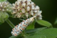 Utetheisa pulchella