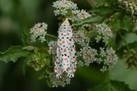 Utetheisa pulchella