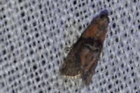 Sciota adelphella