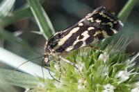 Emmelia trabealis