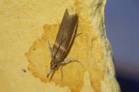 Etiella zinckenella