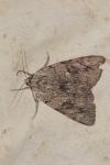 Catocala electa