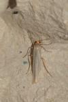 Eilema caniola