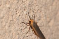 Manulea complana