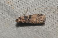 Euzophera pinguis