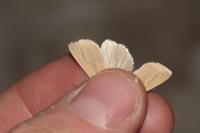 Mythimna pallens