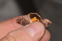 Noctua janthe