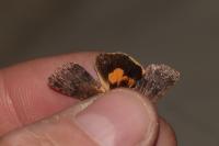 Noctua janthina