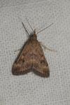 Pyrausta despicata