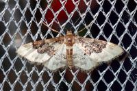 Idaea rusticata