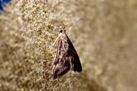 Parapoynx stratiotata