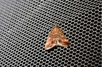 Pyrausta despicata