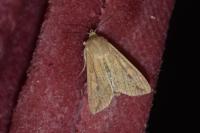 Mythimna unipuncta