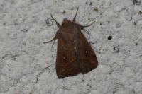Mythimna albipuncta