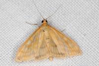 Sitochroa verticalis