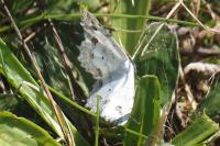 Scopula ornata