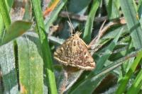 Loxostege sticticalis