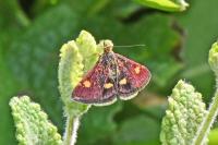 Pyrausta aurata