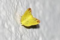 Opisthograptis luteolata