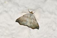 Laspeyria flexula