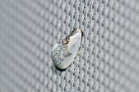 Cilix glaucata/hispanica