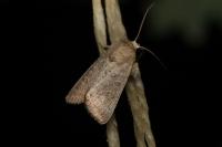 Hoplodrina ambigua/blanda