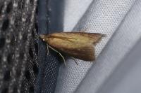 Oncocera semirubella