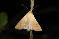 Mythimna vitellina