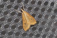 Udea ferrugalis